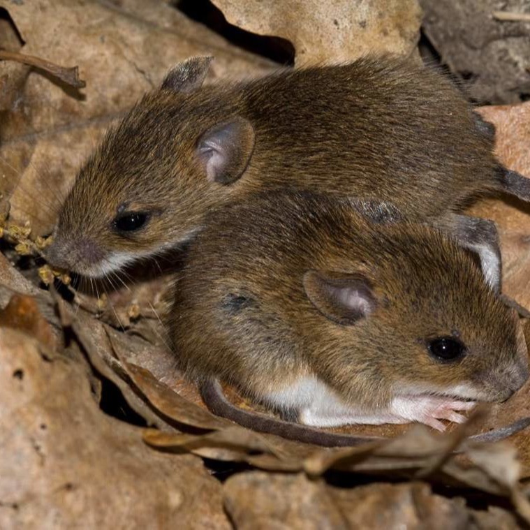 Уничтожения мышей в частном доме в Чите?