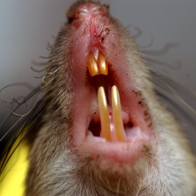 Дератизация крыс в Чите?